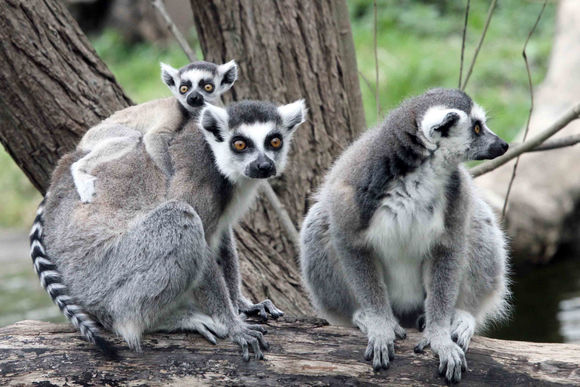 Drei Kattas im Berliner Zoo