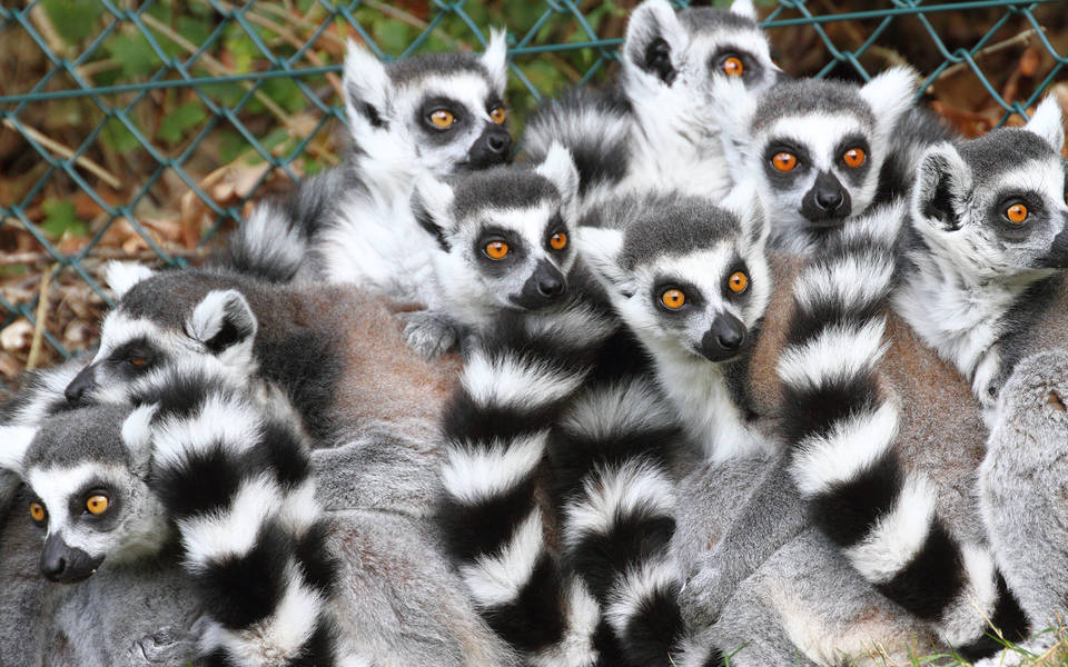 8 Kattas machen Gruppenkuscheln