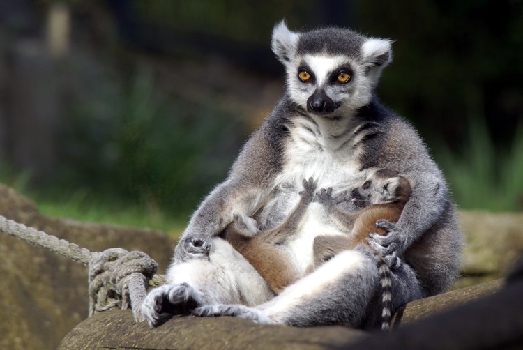 Kattaweibchen beim S&auml;ugen von Jungtieren